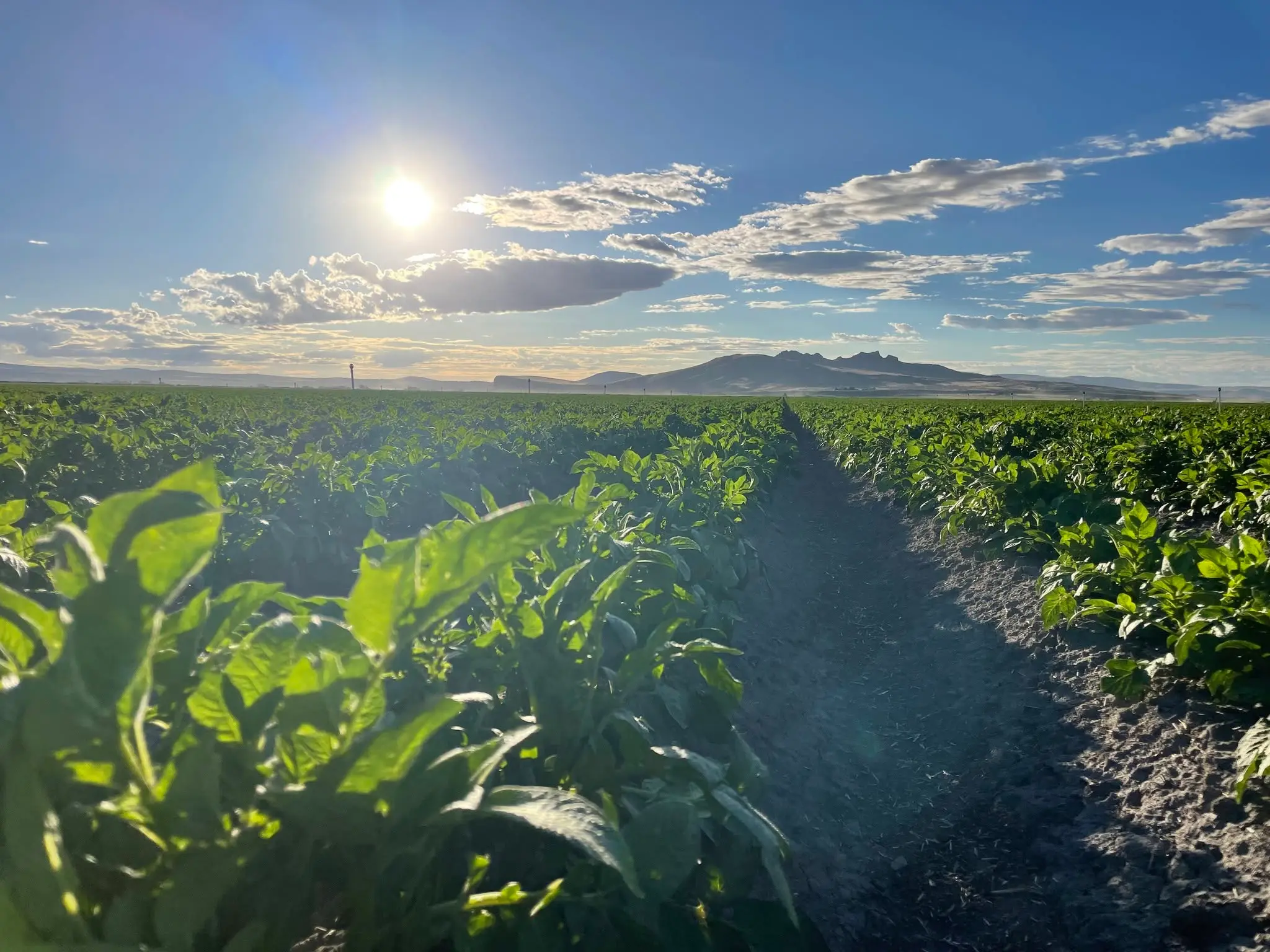Potato fields in the Klamath Basin